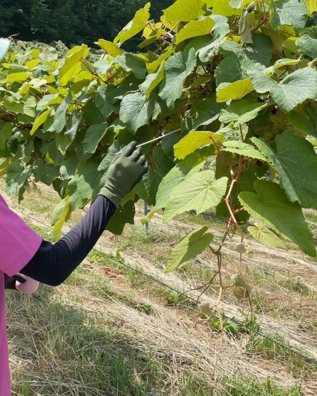 はるか りんごワイン – HARUKA Apple Wine – | 岩手くずまきワイン